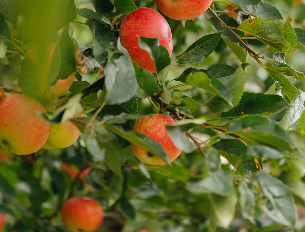 Apples.jpg