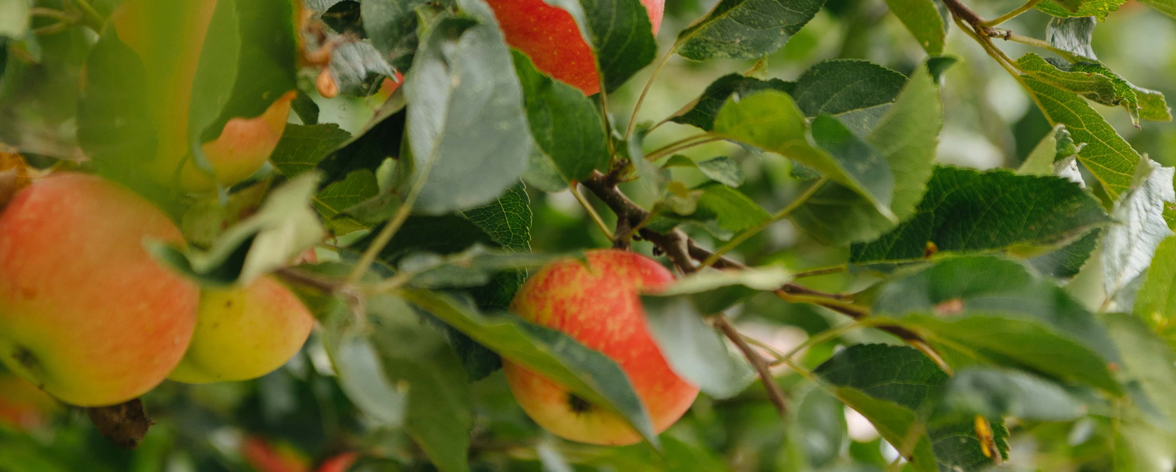 Apples-Main-Banner.jpg